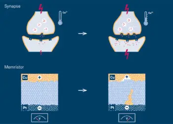 Synapses, the connections between neurons, have the ability to transmit signals with varying degrees of strength when they are excited by a quick succession of electrical impulses. One effect of this repeated activity is to increase the concentration of calcium ions, with the result that more neurotransmitters are emitted. Depending on the activity, other effects cause long-term structural changes, which impact the strength of the transmission for several hours, or potentially even for the rest of the person’s life.

Memristive elements allow the strength of the electrical transmission to be changed in a similar way to synaptic connections, by applying a voltage. In electrochemical metallization cells (ECMs), a metallic filament develops between the two metal electrodes, thus increasing conductivity. Applying voltage pulses with reversed polarity causes the filament to shrink again until the cell reaches its initial high resistance state. Copyright: Forschungszentrum Jülich / Tobias Schlößer