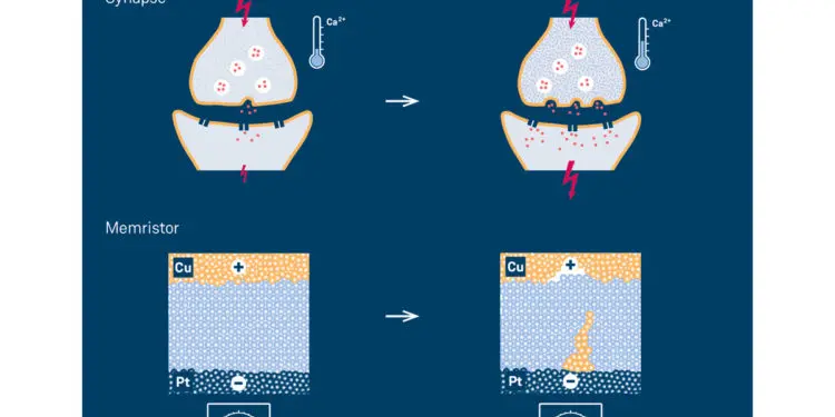 Synapses, the connections between neurons, have the ability to transmit signals with varying degrees of strength when they are excited by a quick succession of electrical impulses. One effect of this repeated activity is to increase the concentration of calcium ions, with the result that more neurotransmitters are emitted. Depending on the activity, other effects cause long-term structural changes, which impact the strength of the transmission for several hours, or potentially even for the rest of the person’s life.

Memristive elements allow the strength of the electrical transmission to be changed in a similar way to synaptic connections, by applying a voltage. In electrochemical metallization cells (ECMs), a metallic filament develops between the two metal electrodes, thus increasing conductivity. Applying voltage pulses with reversed polarity causes the filament to shrink again until the cell reaches its initial high resistance state. Copyright: Forschungszentrum Jülich / Tobias Schlößer