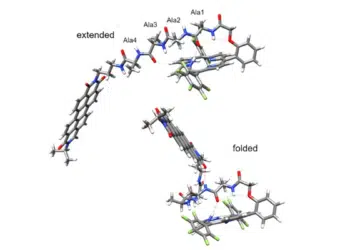 The extended peptide (top) does not mediate charge transfer (detectable charge transfer)/ The folded peptide (bottom) mediates picosecond charge transfer along the hydrogen bonds between the donor and the acceptor (the hydrogen bonds are indicated with thin red dotted lines). Credit: UC Riverside Valentine Vullev