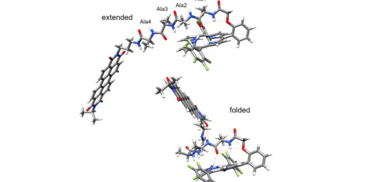 The extended peptide (top) does not mediate charge transfer (detectable charge transfer)/ The folded peptide (bottom) mediates picosecond charge transfer along the hydrogen bonds between the donor and the acceptor (the hydrogen bonds are indicated with thin red dotted lines). Credit: UC Riverside Valentine Vullev