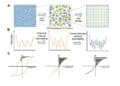 Comparative display of a grain size and domain structure; b free energy; c P-E loops after high-entropy ceramics (HECs) and PGS design. source: Nature Communications  ISSN 2041-1723