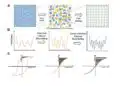 Comparative display of a grain size and domain structure; b free energy; c P-E loops after high-entropy ceramics (HECs) and PGS design. source: Nature Communications  ISSN 2041-1723